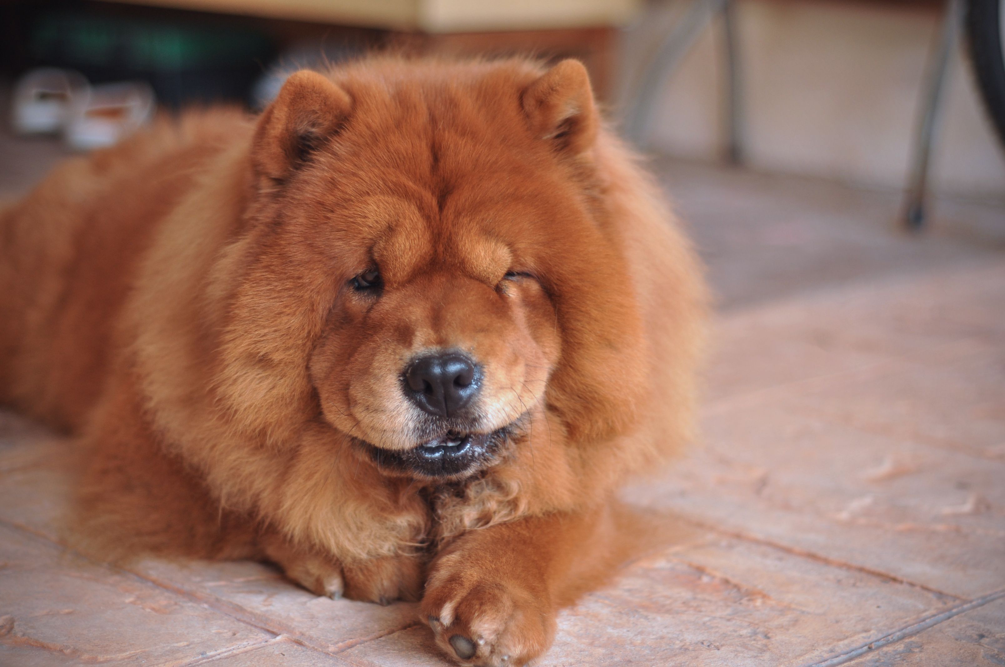 do chow chows cuddle