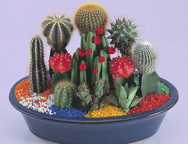 Cactus: los menos sedientos. Cómo cuidarlos Cuidar-los-cactus-1528361032