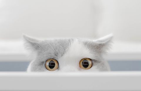 un gato curioso