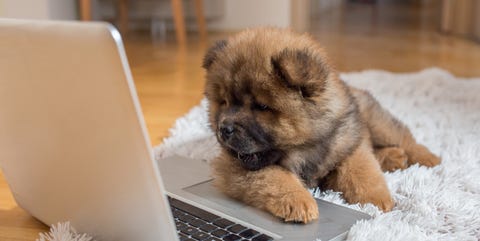 Puppy kijkt naar laptop