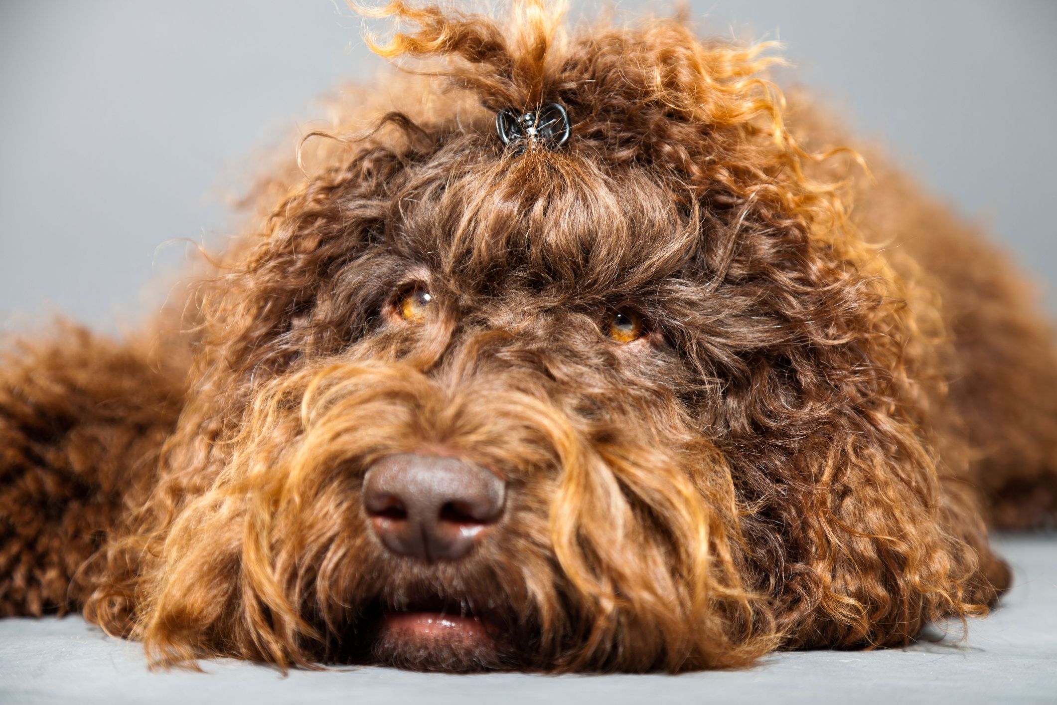 large dogs with curly hair