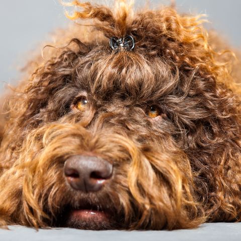 14 Curly-Haired Dogs: Poodle, Portuguese Water Dog, Puli, More