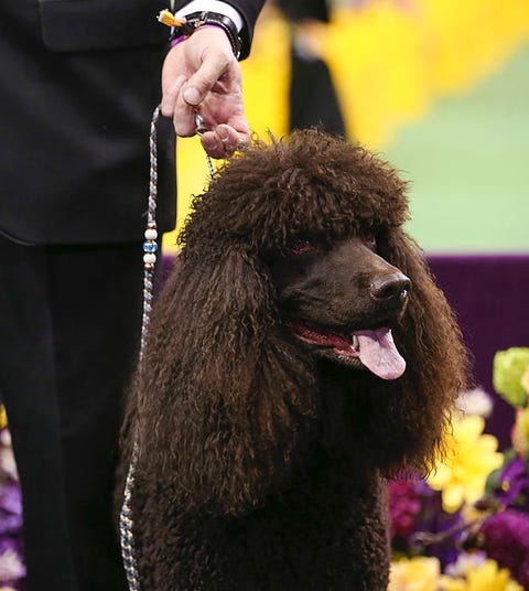 14 Curly Haired Dogs Poodle Portuguese Water Dog Puli More