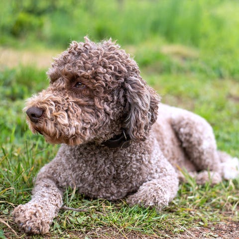 14 Curly-Haired Dogs: Poodle, Portuguese Water Dog, Puli, More