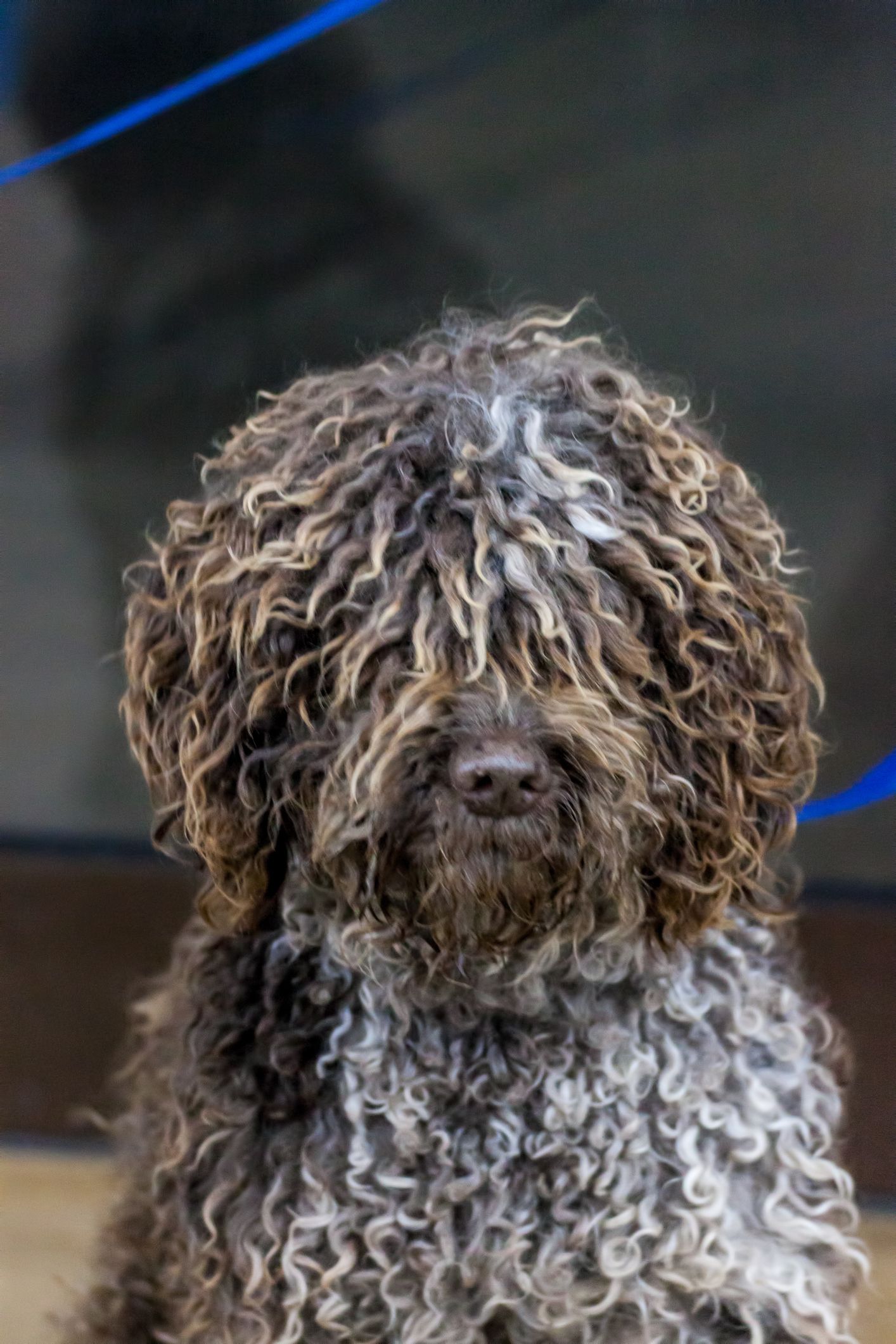 long curly hair dog