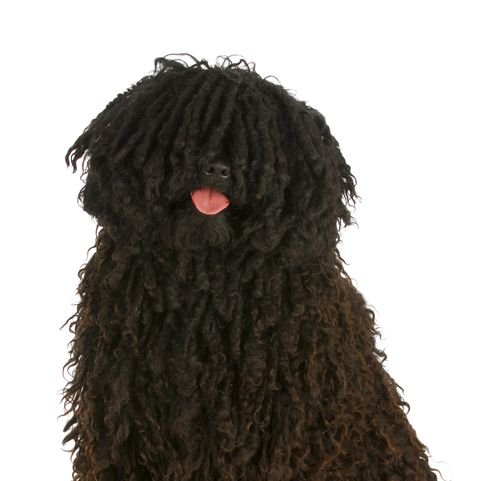 14 Curly-Haired Dogs: Poodle, Portuguese Water Dog, Puli, More