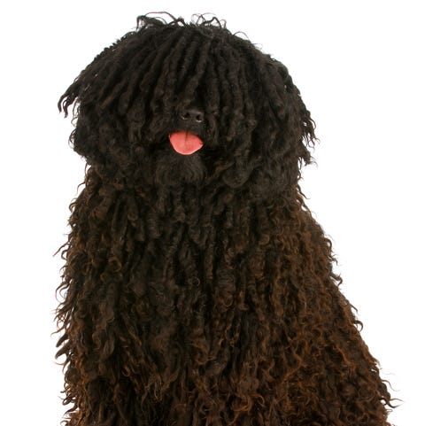 14 Curly-Haired Dogs: Poodle, Portuguese Water Dog, Puli, More