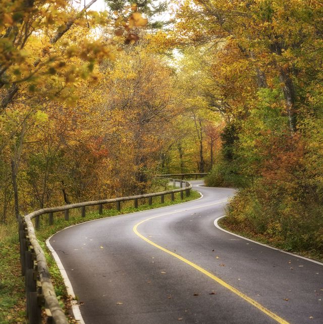 curvy road covered with fall colors
