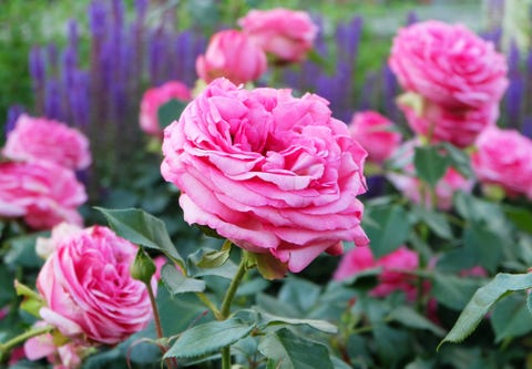 cut flower garden   pink roses