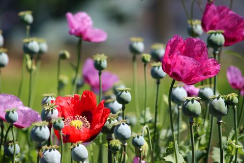 cut flower garden   purple  red  pink poppies and seed heads