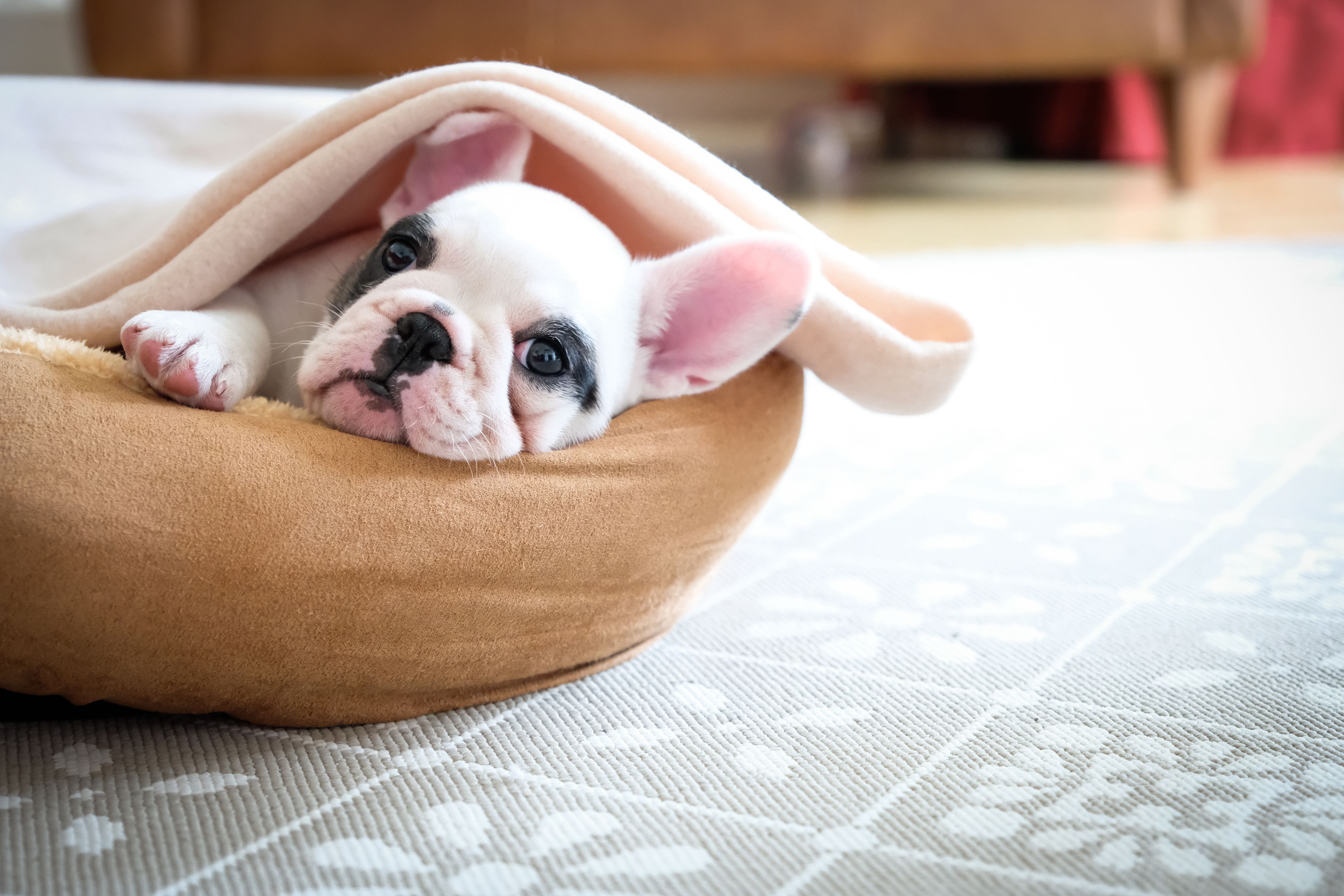 19 Adorable DIY Dog Beds - How to Make 