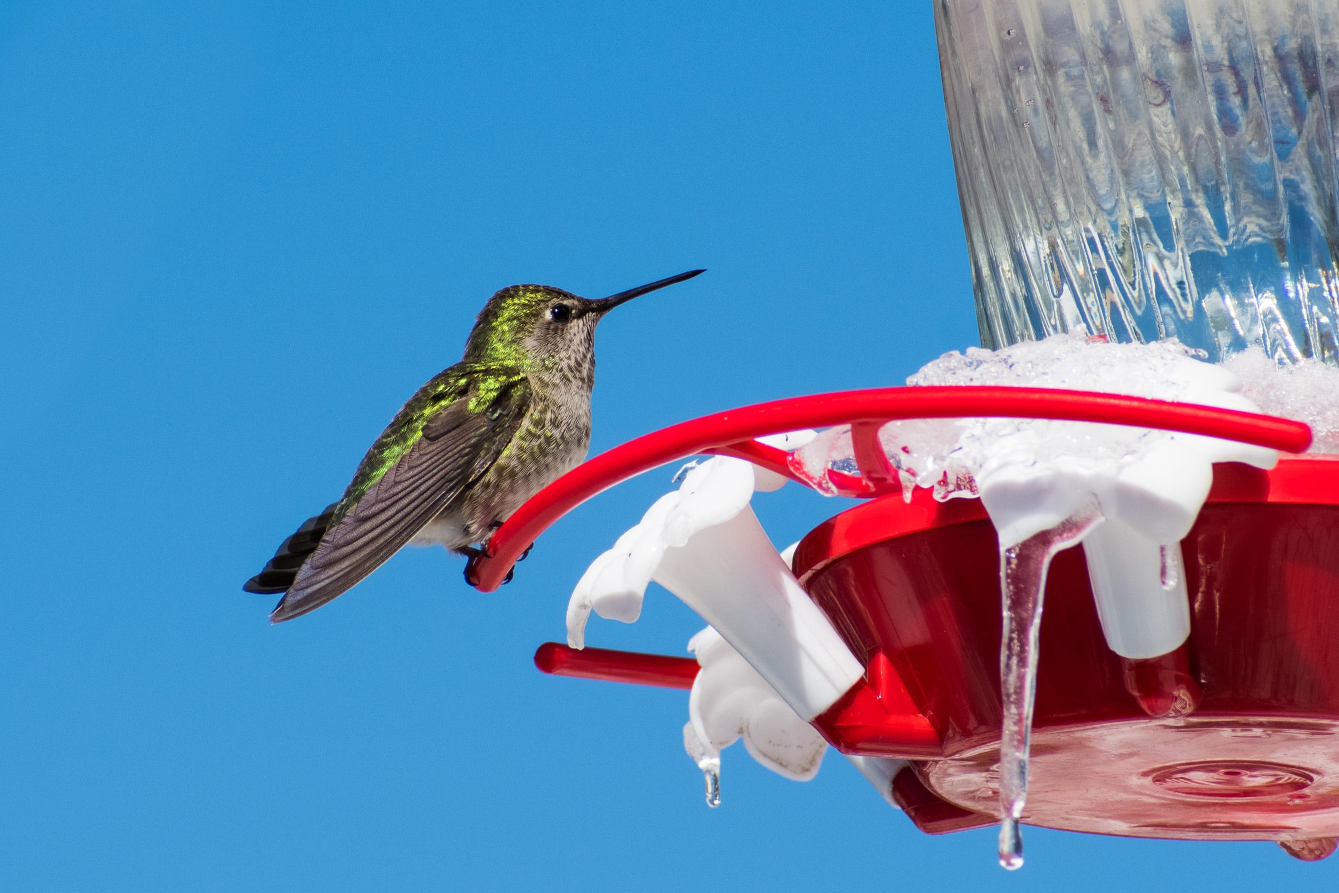 Here's How to Tell When Your Hummingbird Feeder Should Come Down