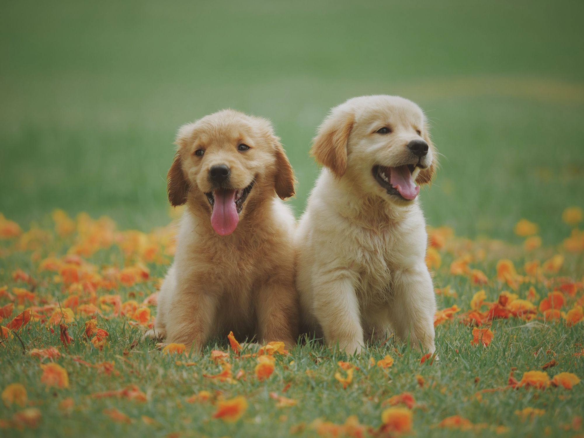 smiling baby animal