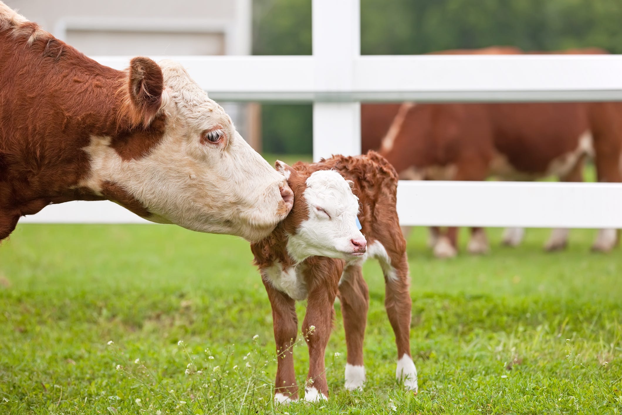 real barn with animals