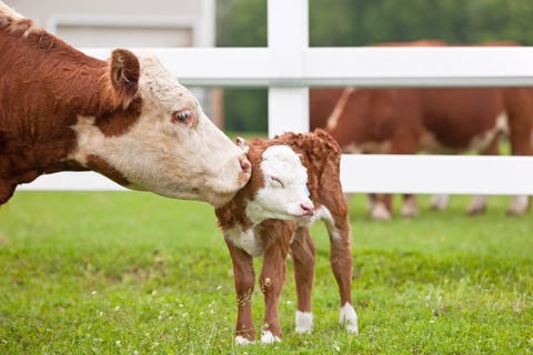 Baby Animals Cute Photos Of Baby Animals