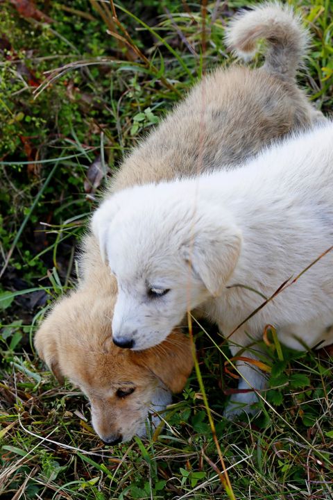 cute baby animals puppies