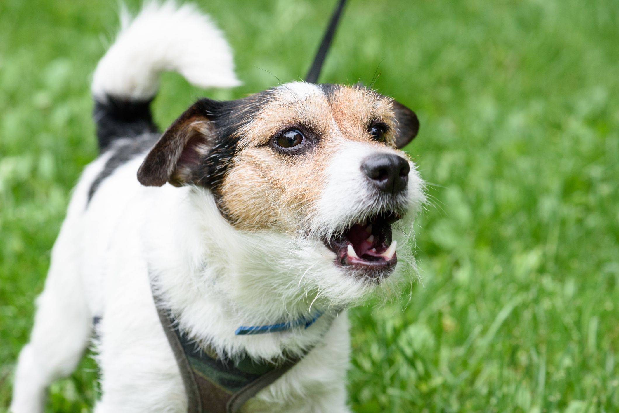 what causes a dog to stop barking