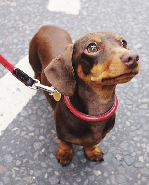cute brown dachshund dog with red leash on an east london street