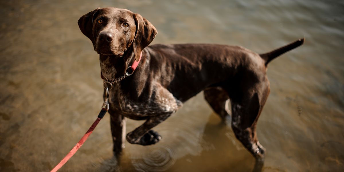 Dog owners are being warned over toxic blue-green algae found in UK lakes