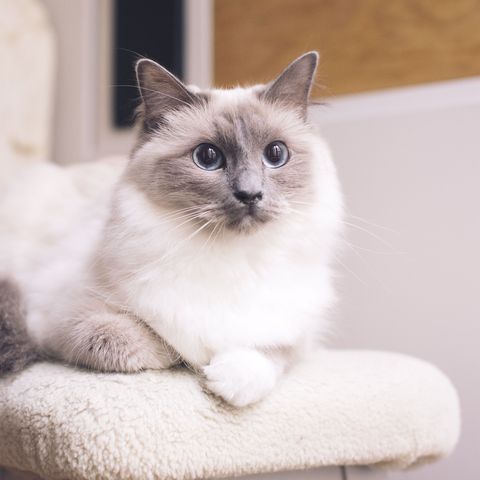 14 Cute Cat Breeds Ragdolls Egyptian Mau And More
