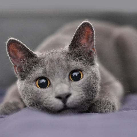 cute cat breeds russian blue
