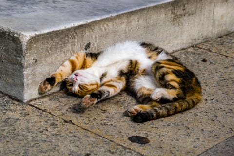 A cute cat is relaxing on the pavement in front of the Sü...