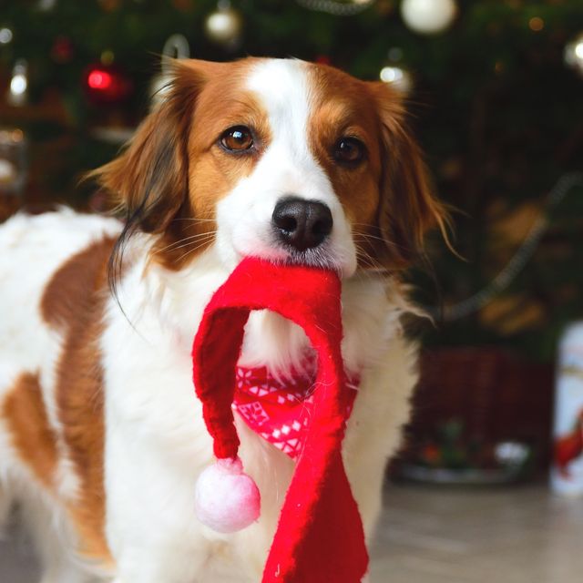 cute dog in front of christmas tree