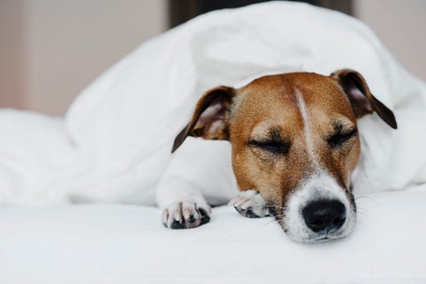 jack russell terrier in bed