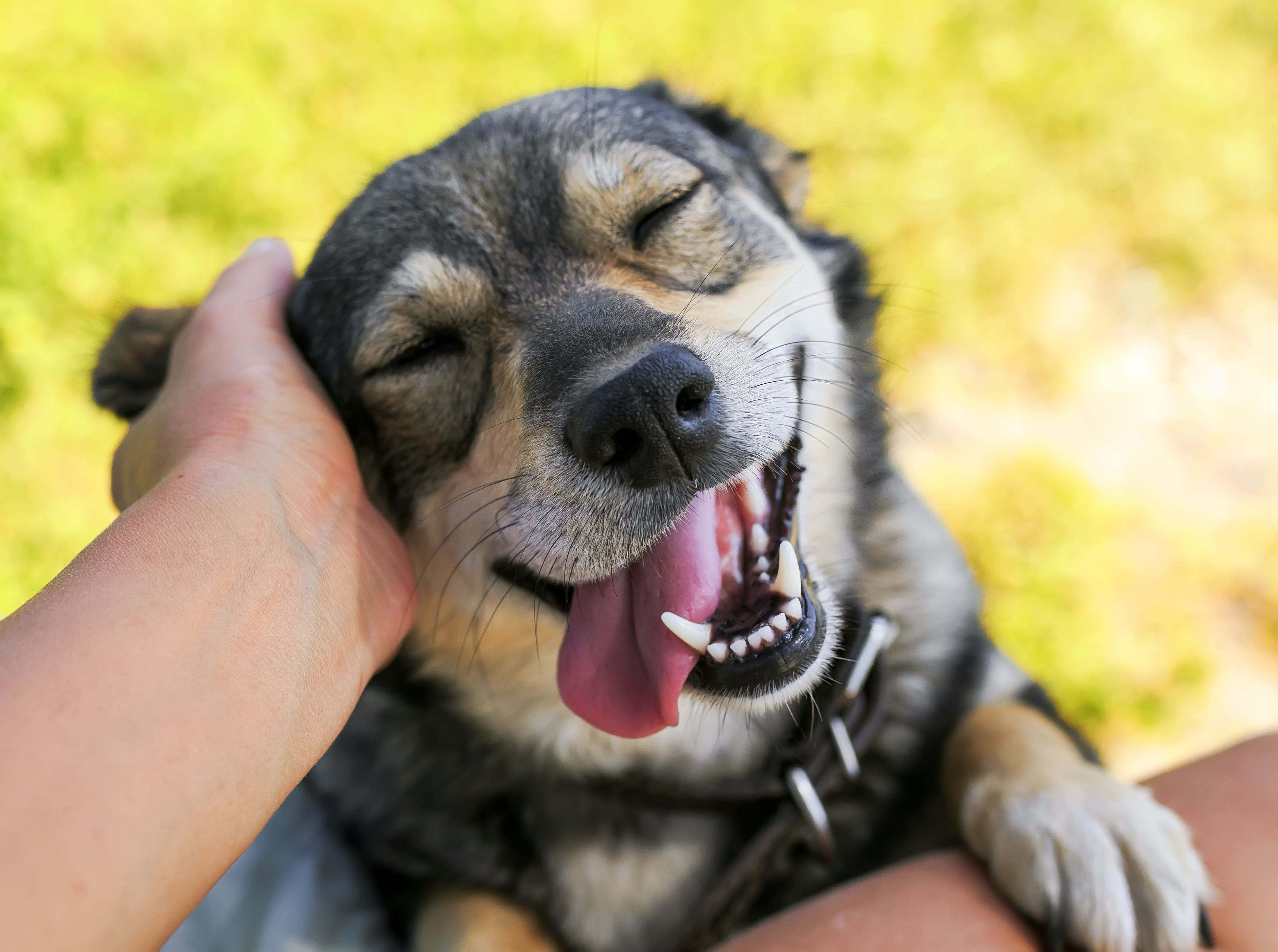 わんちゃんにもお年玉を ペットも大切でかわいい家族の一員です