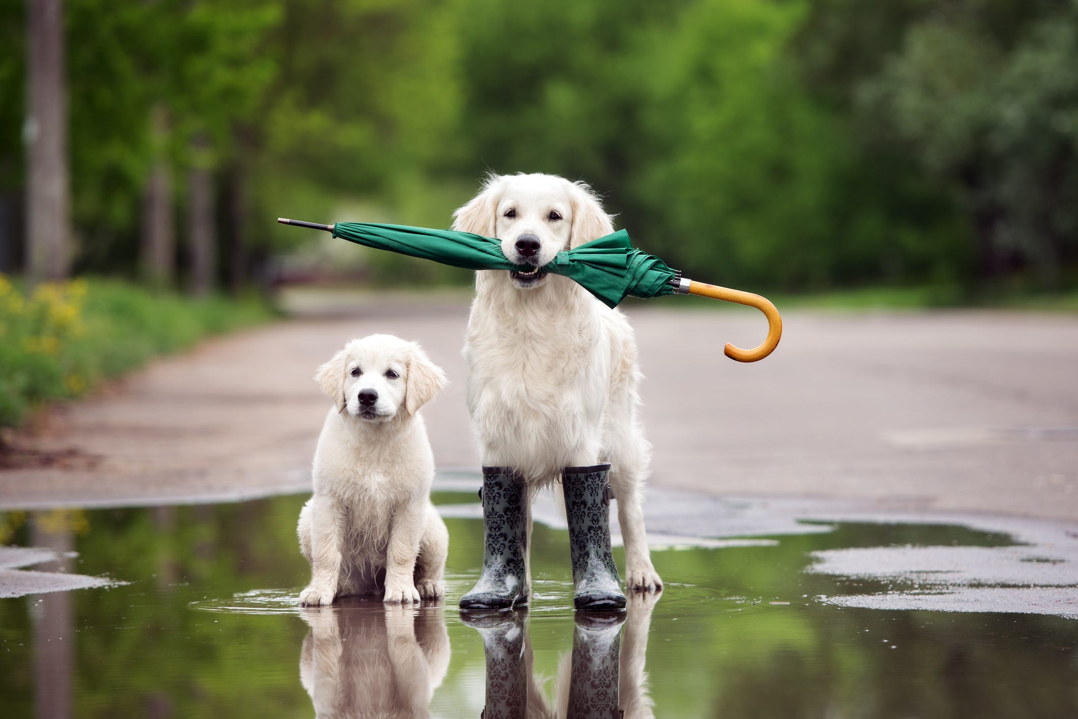 does dogs sense bad weather coming