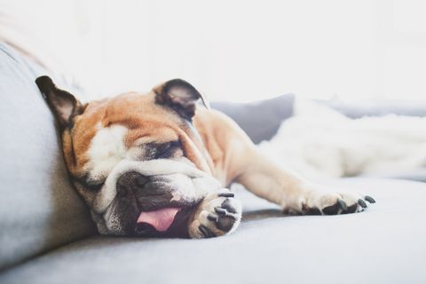 Cute English bulldog sleeping on couch
