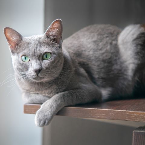 grey cat breeds korat