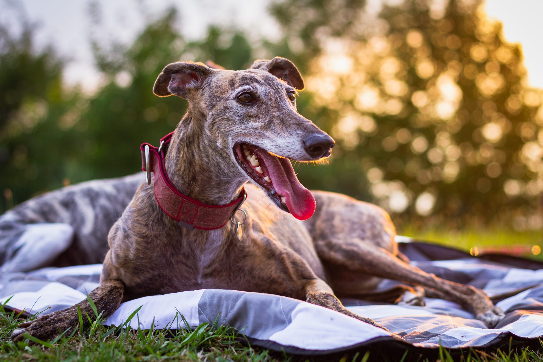 are greyhound the most intelligent dogs