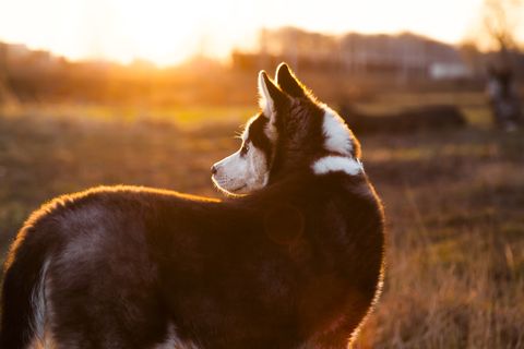 Cute Husky puppy dog sits at sunset