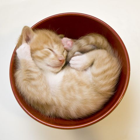 cute cat  ginger cat curled up in a red bowl