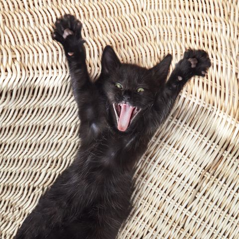 cute cat  yawning black cat stretched out on a chair