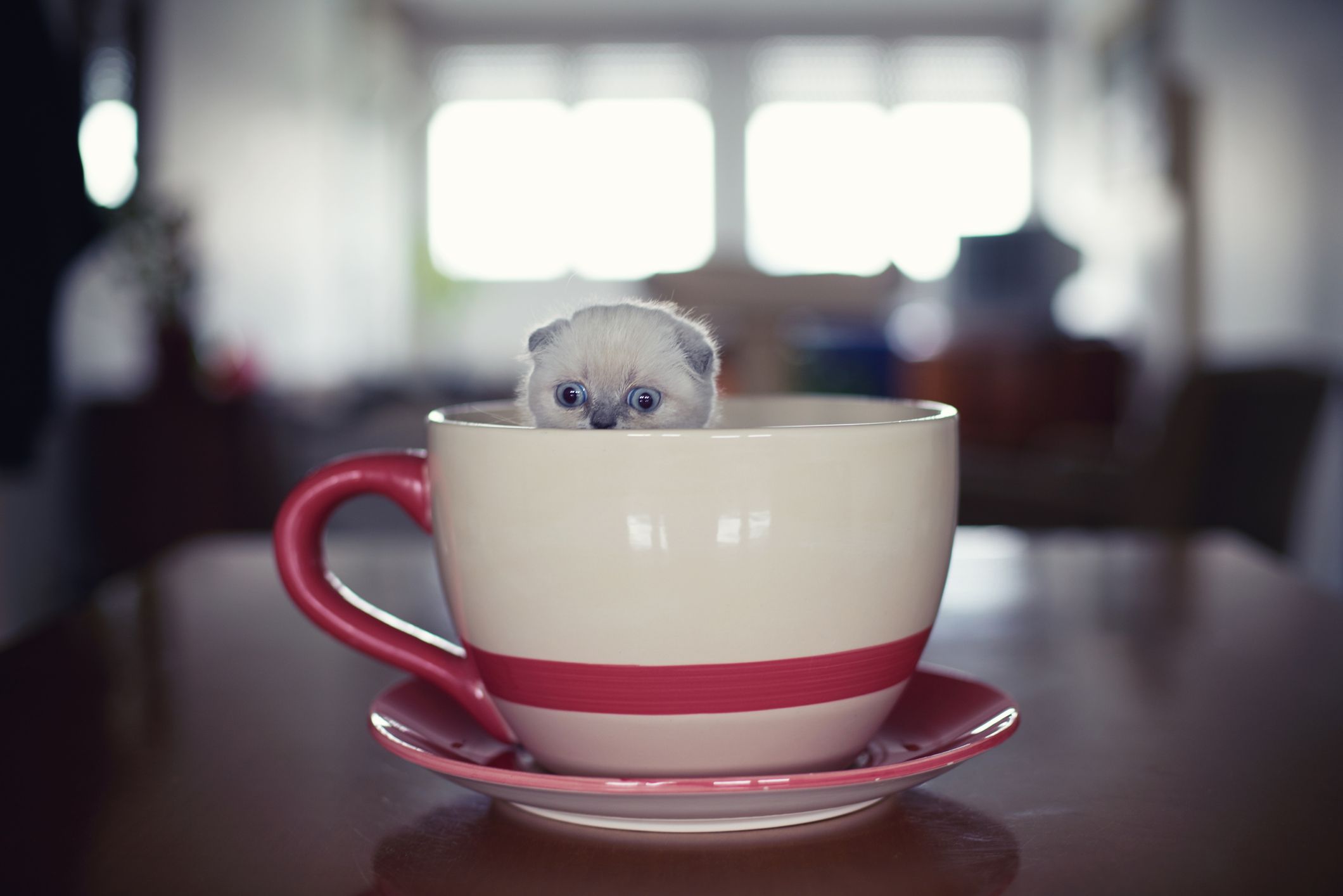 cute cat in a cup