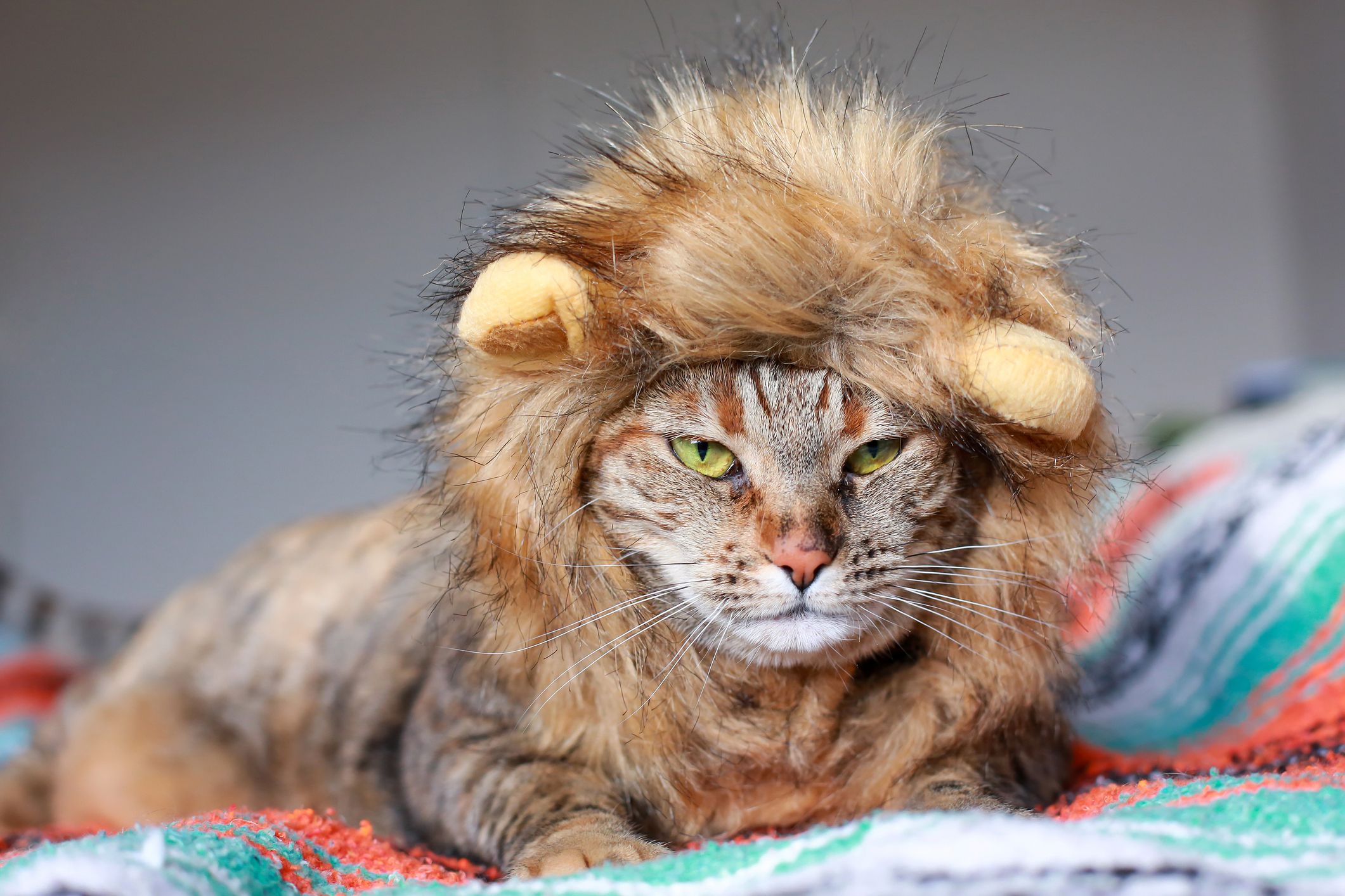 cute-photos-of-cats-lion-1593184780.jpg