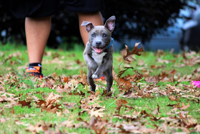 15 Photos Of Pit Bulls That Prove They Don T Deserve Their Bad Rep