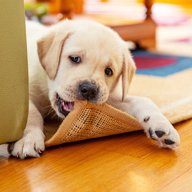 Chiot mignon mâchant le tapis chiot mignon mâchant le tapis