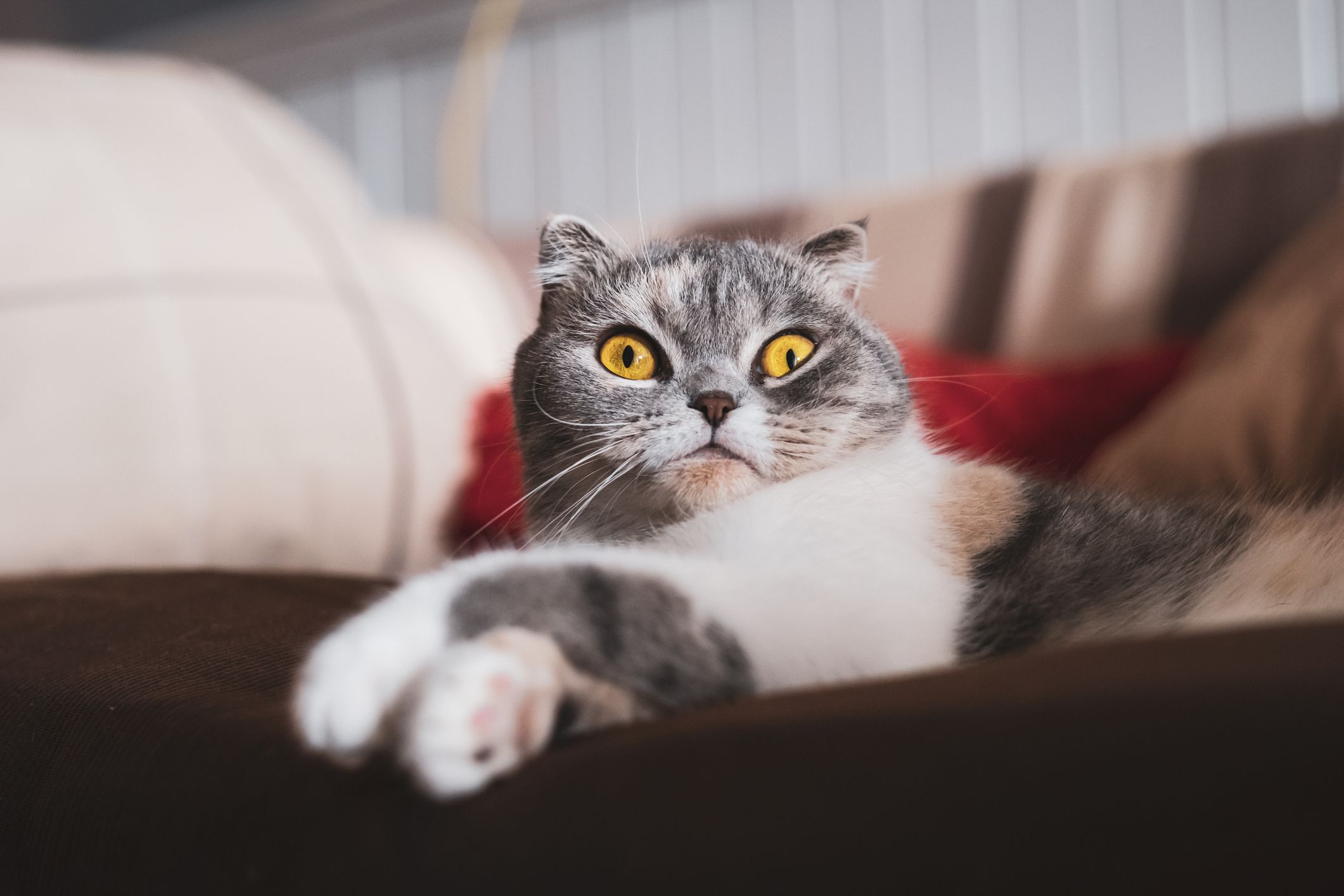 のどを鳴らす意味は 獣医に聞いた 猫の気持ち を知る方法