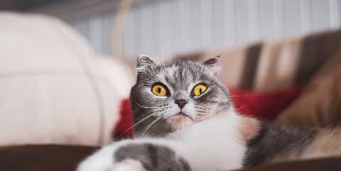猫がのどをゴロゴロ鳴らす意味は 獣医に聞いた 猫の気持ち を知る方法