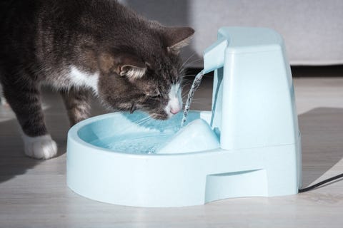自動給水器から出る水を飲む猫