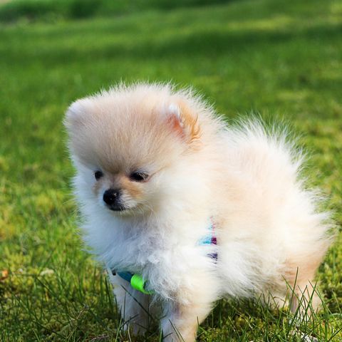 Download 16 Teacup Dog Breeds Pomeranian Terrier And More