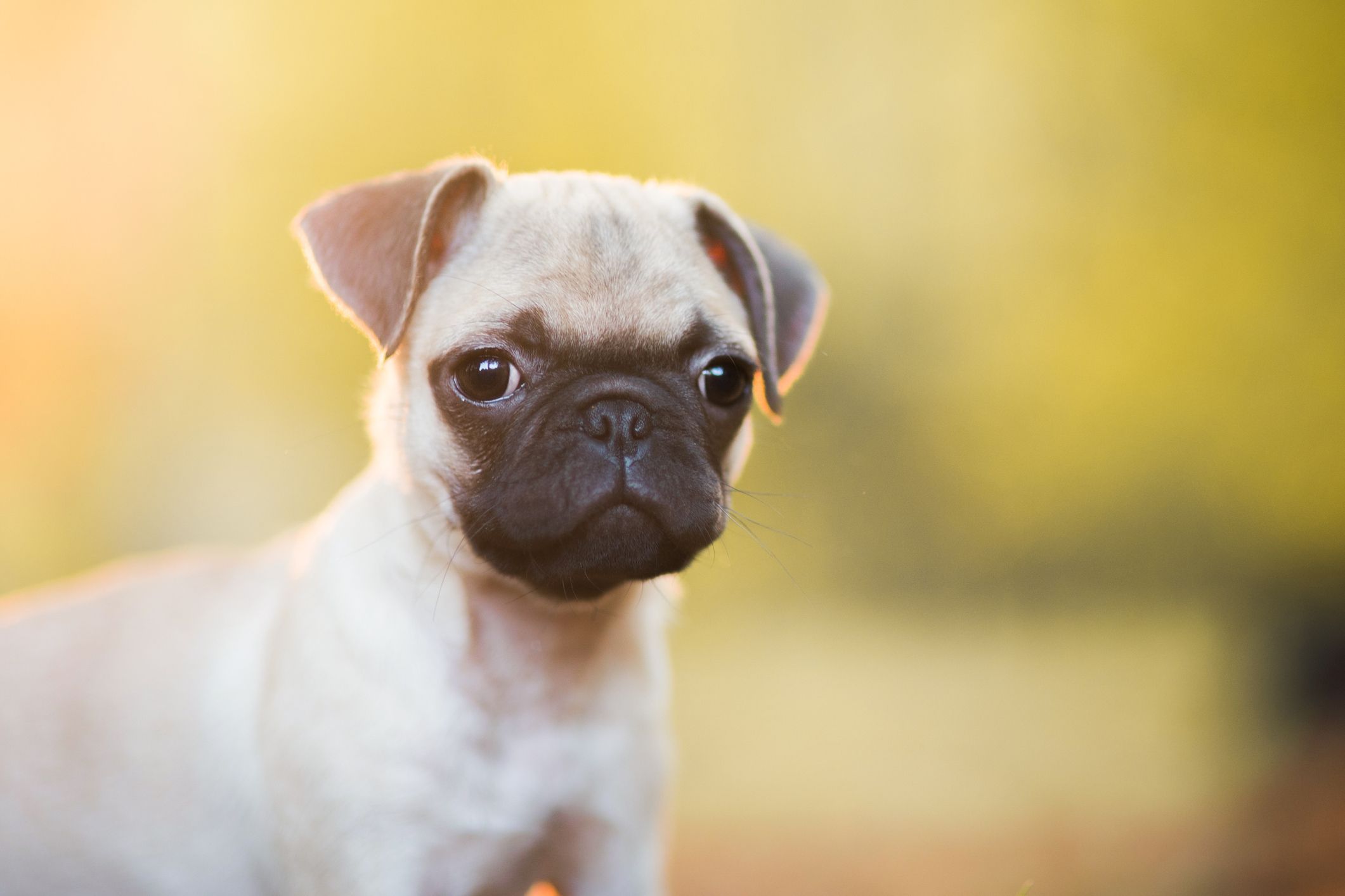 teacup dogs