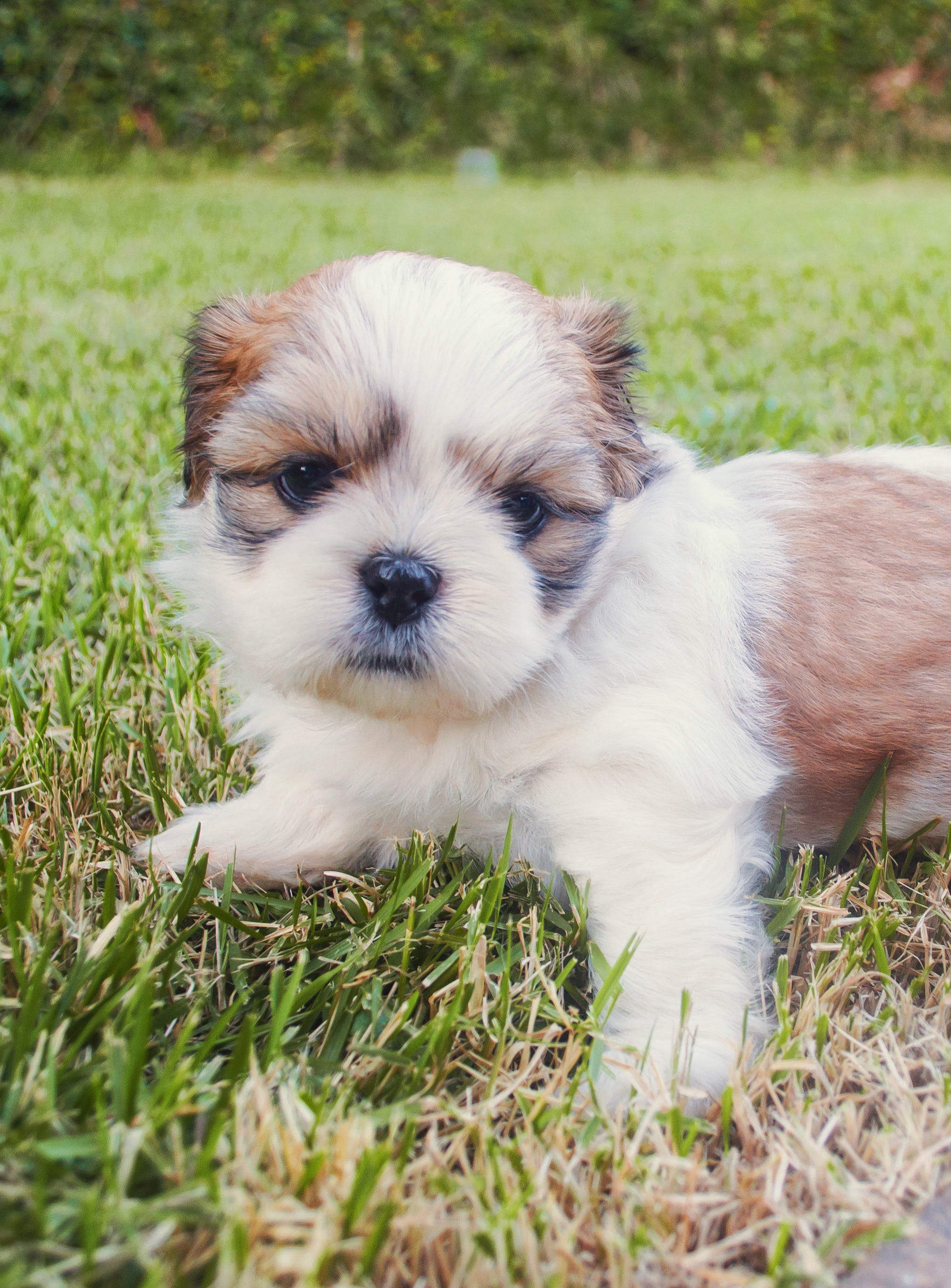 do teacup puppies bark a lot