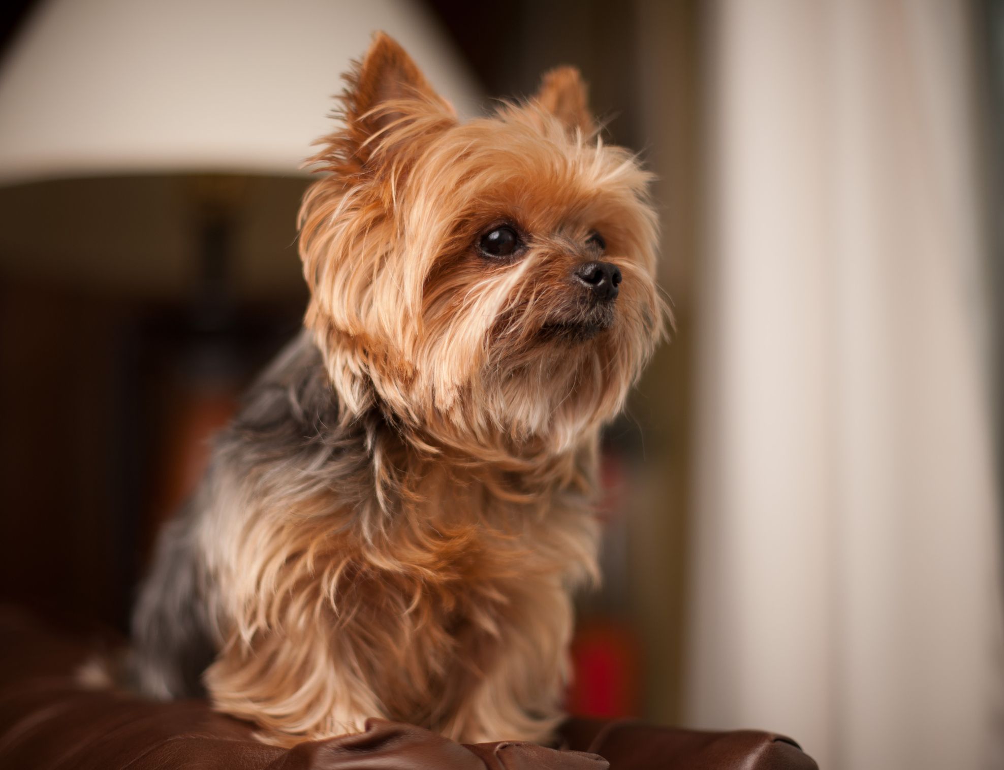 teacup terrier