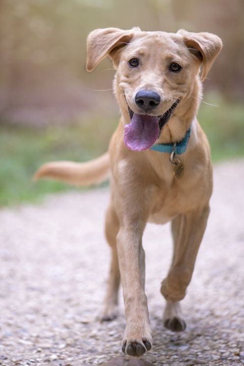 cute young golden labrador retriever dog running towards camera
