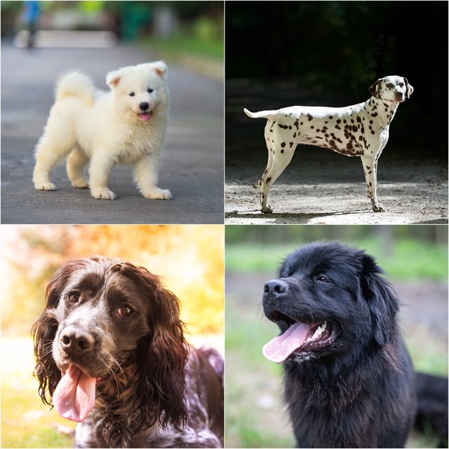 20 Cutest Dog Breeds In The World