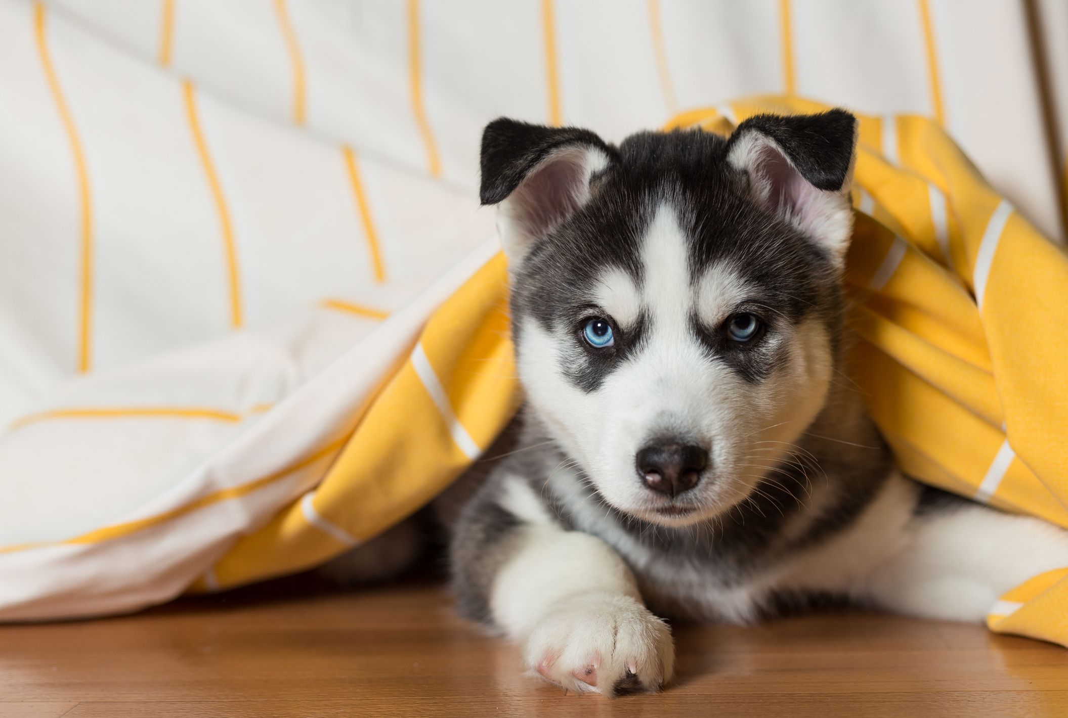 15 Cutest Dog Breeds Adorable Dog Breeds